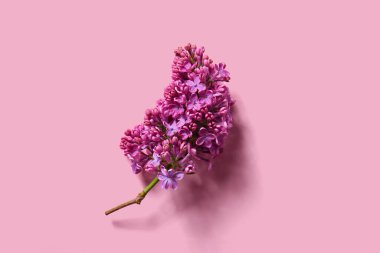 Pembe arka planda çiçek açan leylak çiçekleri