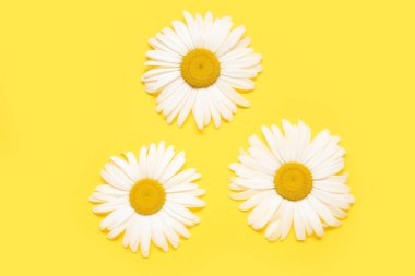 Sarı arka planda güzel papatya çiçekleri