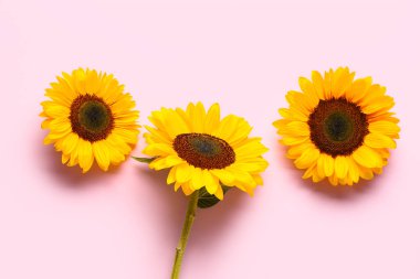 Pembe arka planda güzel ayçiçekleri