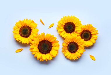 Mavi arka planda güzel ayçiçekleri ve taç yaprakları