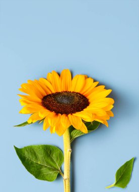 mavi arka plan üzerinde güzel ayçiçeği