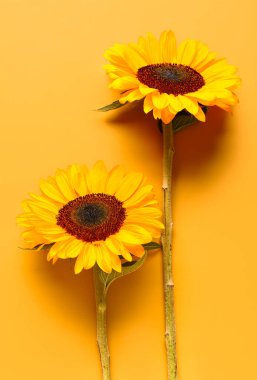 Beautiful sunflowers on yellow background