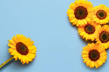 mooie zonnebloemen op blauwe achtergrond