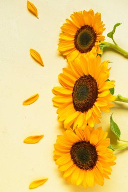 Açık arkaplanda güzel ayçiçekleri ve taç yaprakları