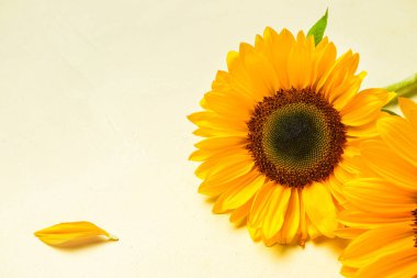 Işık arka planında güzel ayçiçekleri