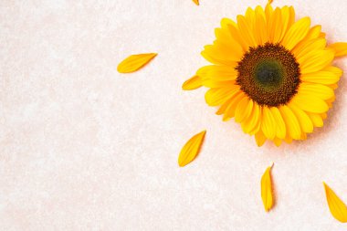 Beyaz arka planda güzel ayçiçekleri ve taç yaprakları