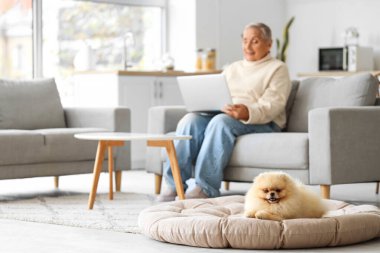 Evcil hayvan yatağında sevimli Pomeranya köpeği ve evde dizüstü bilgisayarı olan yaşlı bir kadın, yakın plan.