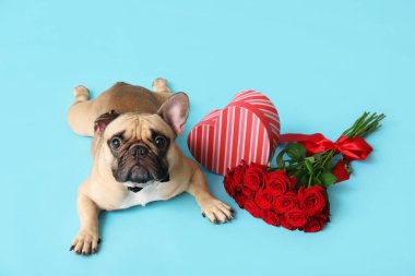 Hediye kutusu ve mavi arka planda kırmızı gülleri olan sevimli Fransız bulldog 'u. Sevgililer Günü kutlaması
