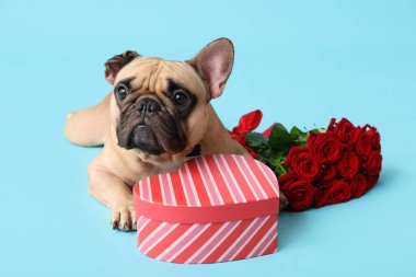 Hediye kutusu ve mavi arka planda kırmızı gülleri olan sevimli Fransız bulldog 'u. Sevgililer Günü kutlaması