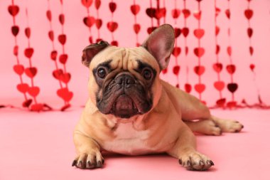 Pembe arka planda kalp perdesi olan sevimli Fransız bulldog 'u. Sevgililer Günü kutlaması