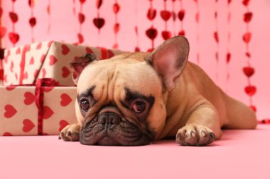 Pembe arka planda hediyeler ve kalp perdeleri olan sevimli Fransız bulldog 'u. Sevgililer Günü kutlaması