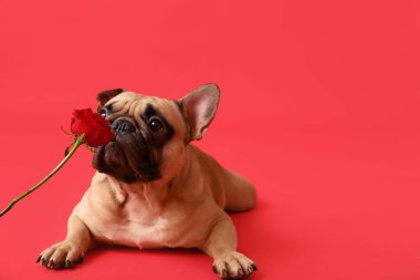 Kırmızı arka planda gül olan sevimli bir Fransız bulldog 'u. Sevgililer Günü kutlaması