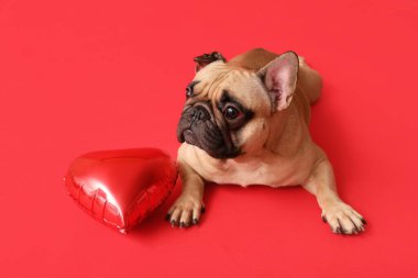 Kırmızı arka planda kalp şeklinde balonu olan sevimli Fransız bulldog 'u. Sevgililer Günü kutlaması