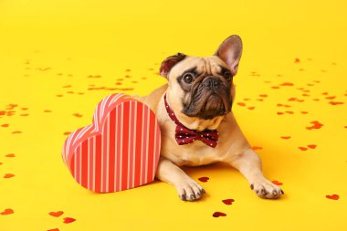 Hediye kutusu ve sarı arka planda konfeti olan sevimli bir Fransız bulldog. Sevgililer Günü kutlaması