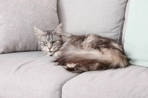 Maine Coon cat on sofa in living room