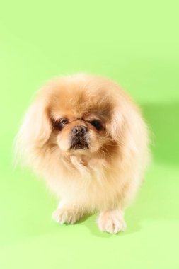 Yeşil arka planda şirin bir köpek.