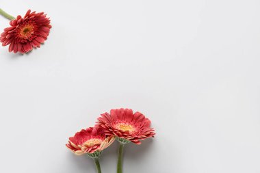 Gri arkaplanda kırmızı Gerbera çiçeklerinden yapılmış çerçeve