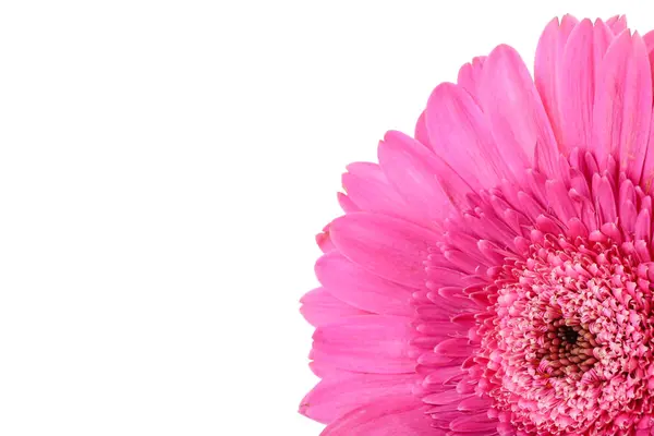Pink gerbera flower on white background, closeup