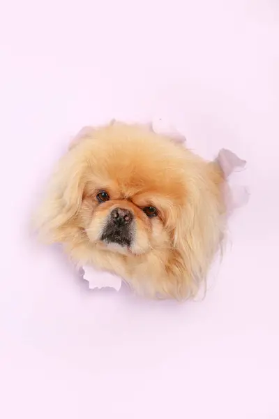 Cute Fluffy Dog Looking Out Hole Torn Lilac Paper — Stock Photo, Image