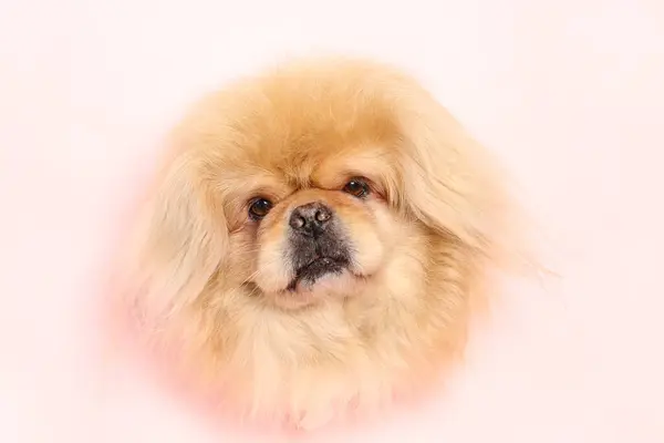 Cute Fluffy Dog Pink Background — Stock Photo, Image