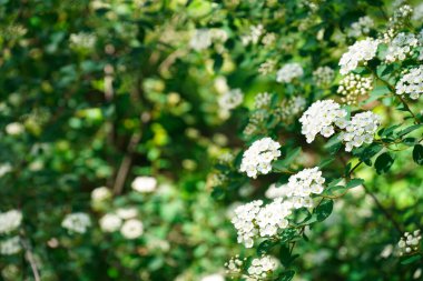 Çiçekli ağaç dalları, açık havada beyaz çiçekler, yakın plan.