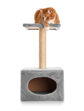Beyaz arka planda tırmalayan sevimli kedi.