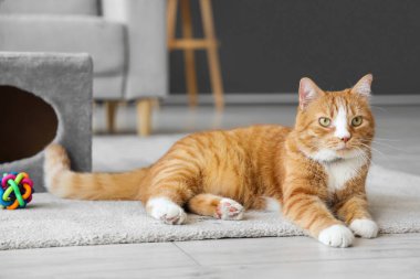 Şirin kedi evde halı üzerinde yalan