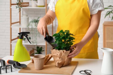 Oturma odasındaki saksıya çiçek nakleden bir kadın.