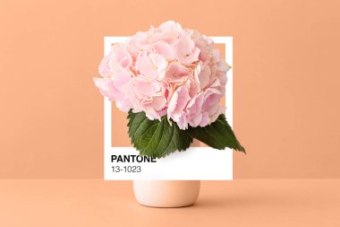 Çıplak arkaplanda ortanca çiçekleri olan vazo. Şeftali Tüyleri - Yeni yılın rengi 2024