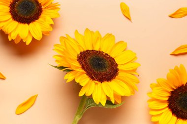 Turuncu arka planda güzel ayçiçekleri ve taç yaprakları