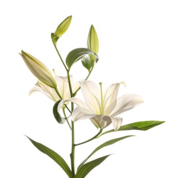 Beyaz arka planda güzel zambak çiçeği