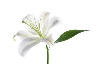 Beyaz arka planda güzel zambak çiçeği