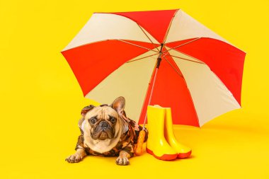 Sarı arka planda çizmeleri ve şemsiyesi olan yağmurluk giymiş şirin bir Fransız bulldog.