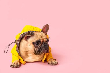 Pembe arka planda yağmurluk giymiş sevimli Fransız bulldog.