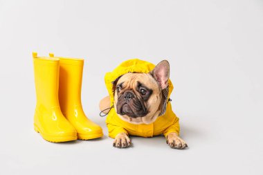 Hafif arka planda çizmeleri olan yağmurluk giymiş şirin bir Fransız bulldog.