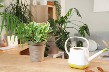 Oturma odasındaki masada su bidonu olan yeşil bitki.