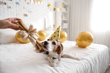 Doğum gününü evde Beagle köpeğiyle kutlayan bir kadın.