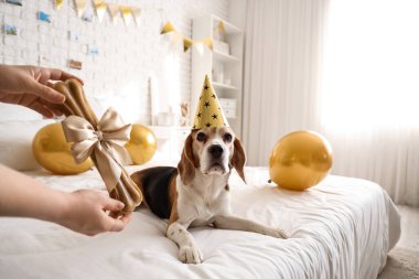 Doğum gününü evde Beagle köpeğiyle kutlayan bir kadın.