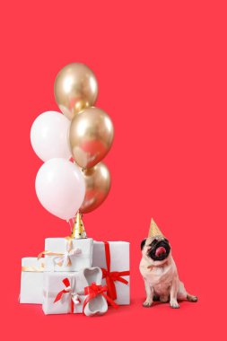Kırmızı arka planda doğum günü şapkası, hediyeleri ve hava balonları olan sevimli pug köpeği.