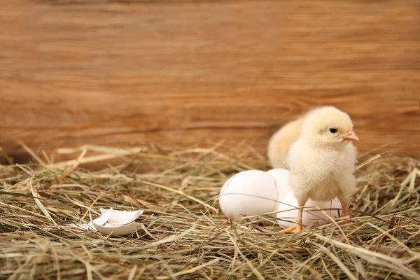 Şirin civcivler ve ahşap arka planda yumurta kabuğu olan bir yuva.