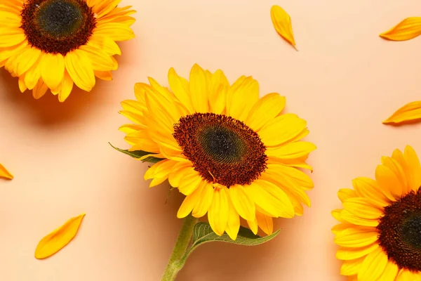 Turuncu arka planda güzel ayçiçekleri ve taç yaprakları