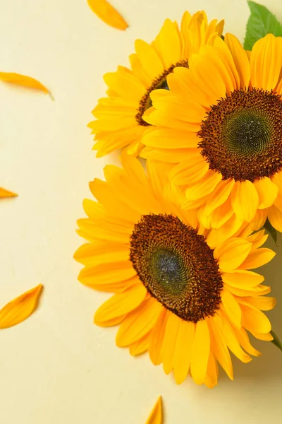 Açık yeşil arka planda güzel ayçiçekleri ve taç yaprakları