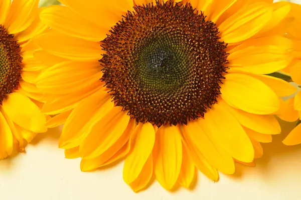 Işık arkaplanda güzel bir ayçiçeği, yakın plan