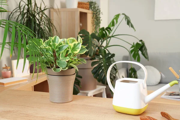 Oturma odasındaki masada su bidonu olan yeşil bitki.