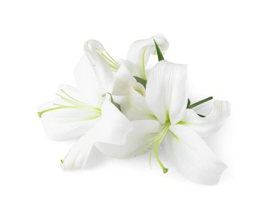 Beyaz arka planda güzel zambak çiçekleri