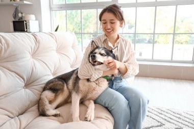 Woman brushing Siberian Husky's teeth at home