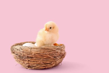 Yumurtalı yuva ve pembe arka planda sevimli küçük piliç.