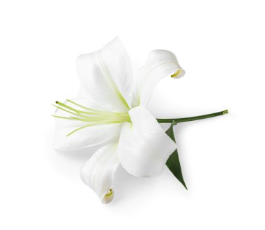 Beyaz arka planda güzel zambak çiçeği