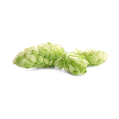 Fresh hops on white background