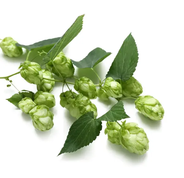 Fresh green hops with leaves on white background